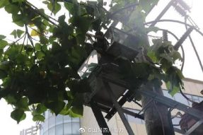 雁江供電公司修理10kV中晶二線上樹枝，變身“伐木工”