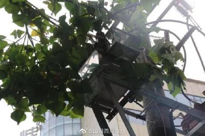 雁江供電公司修理10kV中晶二線上樹枝，變身“伐木工”