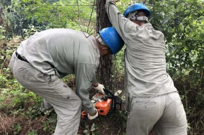 林木尖尖角，為何要砍掉？