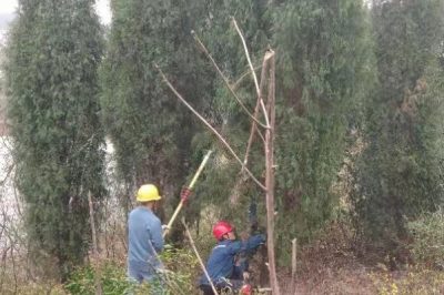 對(duì)10千伏雙樟線#0023-#0025桿段進(jìn)行砍青掃障等通道治理工作