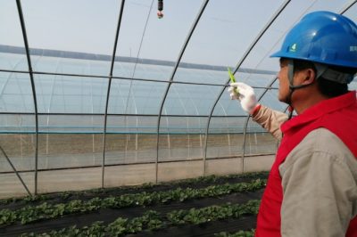 草莓花開正艷，“紅馬甲”為草莓上市“保駕護(hù)航”