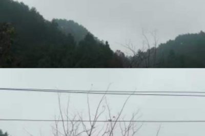 對10千伏桐南線砍青掃障